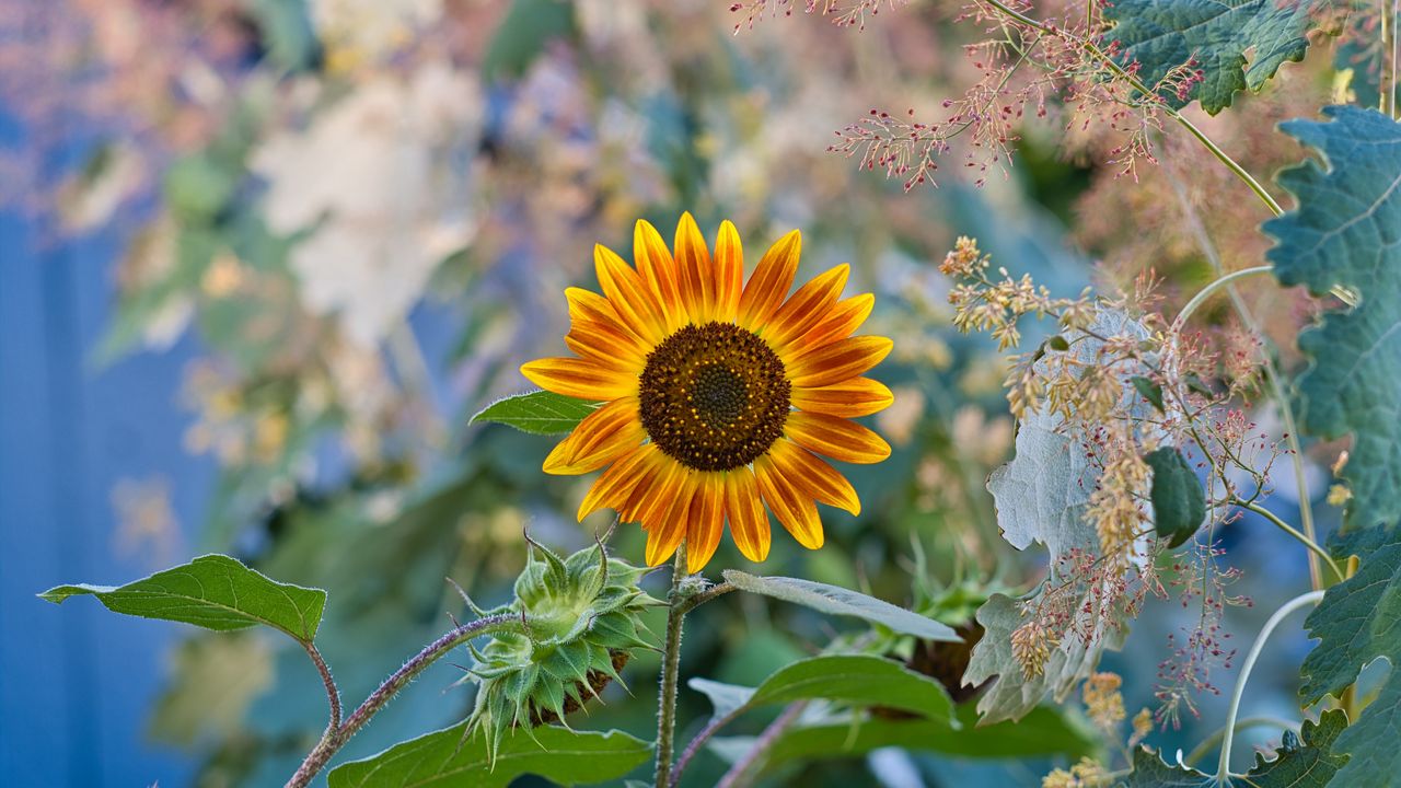 Wallpaper sunflower, flower, plant, macro