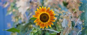 Preview wallpaper sunflower, flower, plant, macro