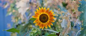 Preview wallpaper sunflower, flower, plant, macro