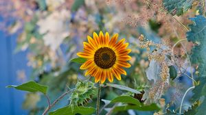Preview wallpaper sunflower, flower, plant, macro