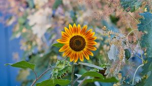 Preview wallpaper sunflower, flower, plant, macro