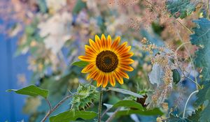 Preview wallpaper sunflower, flower, plant, macro