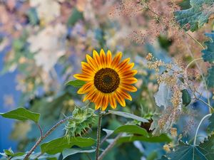 Preview wallpaper sunflower, flower, plant, macro