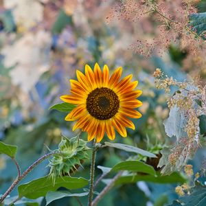 Preview wallpaper sunflower, flower, plant, macro