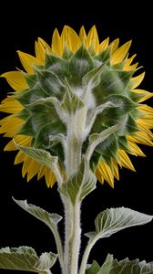 Preview wallpaper sunflower, flower, plant, petals, macro