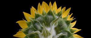 Preview wallpaper sunflower, flower, plant, petals, macro