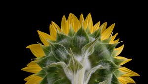 Preview wallpaper sunflower, flower, plant, petals, macro