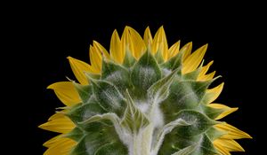 Preview wallpaper sunflower, flower, plant, petals, macro