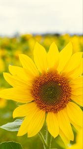 Preview wallpaper sunflower, flower, plant, petals, macro, yellow