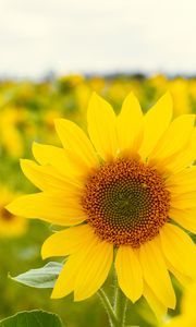 Preview wallpaper sunflower, flower, plant, petals, macro, yellow