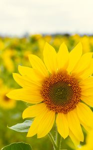 Preview wallpaper sunflower, flower, plant, petals, macro, yellow