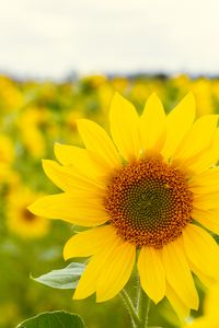 Preview wallpaper sunflower, flower, plant, petals, macro, yellow