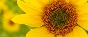 Preview wallpaper sunflower, flower, plant, petals, macro, yellow