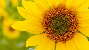 Preview wallpaper sunflower, flower, plant, petals, macro, yellow