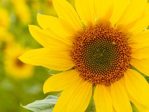 Preview wallpaper sunflower, flower, plant, petals, macro, yellow