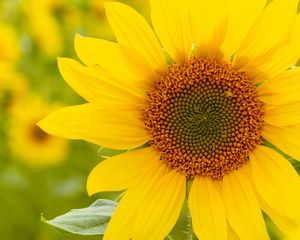 Preview wallpaper sunflower, flower, plant, petals, macro, yellow