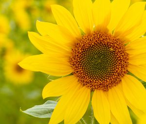 Preview wallpaper sunflower, flower, plant, petals, macro, yellow