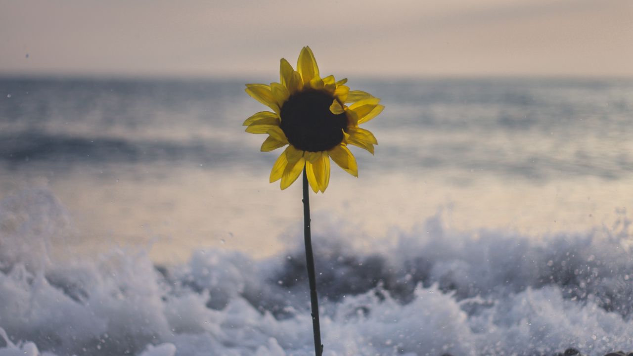 Wallpaper sunflower, flower, sea, stones, waves, surf