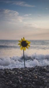 Preview wallpaper sunflower, flower, sea, stones, waves, surf