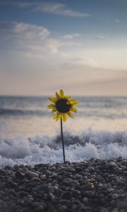 Preview wallpaper sunflower, flower, sea, stones, waves, surf