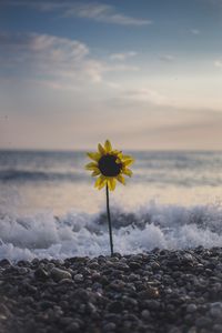 Preview wallpaper sunflower, flower, sea, stones, waves, surf