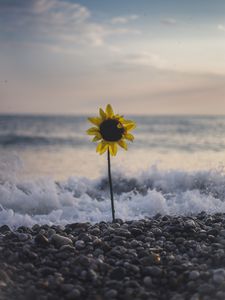 Preview wallpaper sunflower, flower, sea, stones, waves, surf