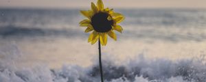 Preview wallpaper sunflower, flower, sea, stones, waves, surf