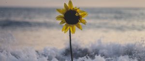 Preview wallpaper sunflower, flower, sea, stones, waves, surf