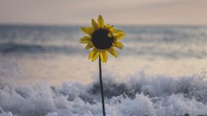Preview wallpaper sunflower, flower, sea, stones, waves, surf