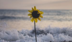 Preview wallpaper sunflower, flower, sea, stones, waves, surf