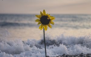 Preview wallpaper sunflower, flower, sea, stones, waves, surf