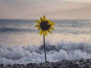 Preview wallpaper sunflower, flower, sea, stones, waves, surf