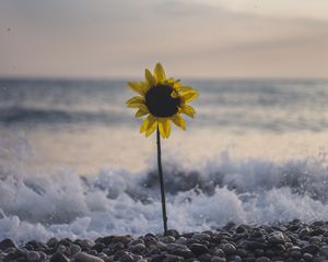 Preview wallpaper sunflower, flower, sea, stones, waves, surf