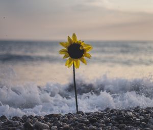 Preview wallpaper sunflower, flower, sea, stones, waves, surf