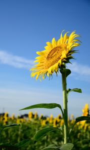 Preview wallpaper sunflower, flower, stem, leaves