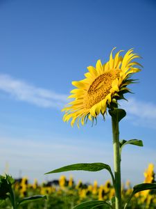 Preview wallpaper sunflower, flower, stem, leaves