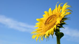 Preview wallpaper sunflower, flower, stem, leaves