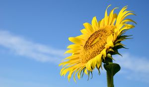 Preview wallpaper sunflower, flower, stem, leaves