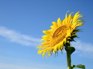 Preview wallpaper sunflower, flower, stem, leaves