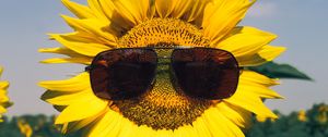 Preview wallpaper sunflower, flower, sunglasses, funny