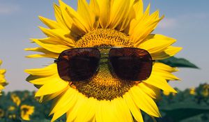 Preview wallpaper sunflower, flower, sunglasses, funny