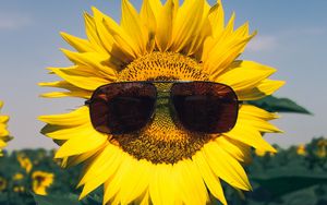 Preview wallpaper sunflower, flower, sunglasses, funny