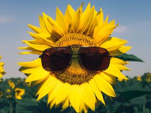 Preview wallpaper sunflower, flower, sunglasses, funny