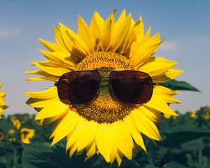 Preview wallpaper sunflower, flower, sunglasses, funny