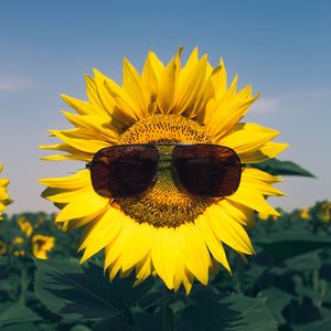 Preview wallpaper sunflower, flower, sunglasses, funny