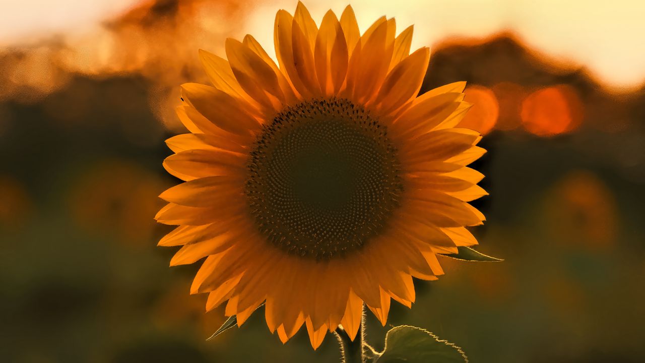 Wallpaper sunflower, flower, sunset