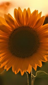 Preview wallpaper sunflower, flower, sunset