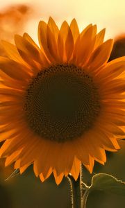 Preview wallpaper sunflower, flower, sunset