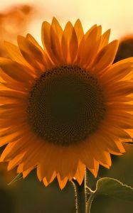 Preview wallpaper sunflower, flower, sunset