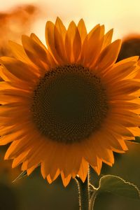 Preview wallpaper sunflower, flower, sunset